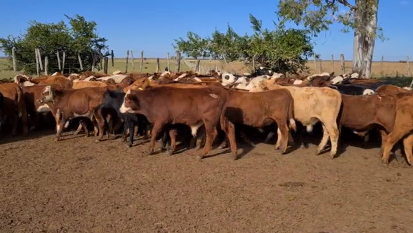 Lote 130 Terneros en Esquina, Corrientes