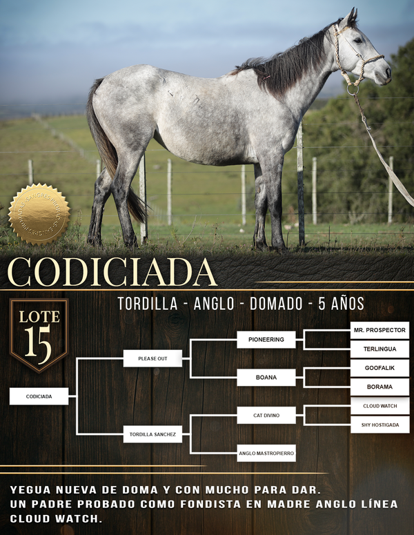 Lote CODICIADA