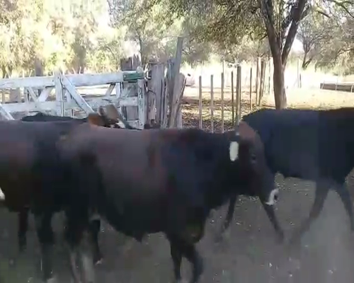 Lote 55 Novillitos en Monte Quemado, Santiago del Estero