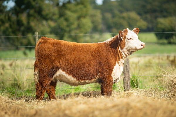 Lote ORDEN 8 TERNERAS PP