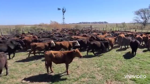 Lote 260 Novillitos en Tres Algarrobos, Buenos Aires