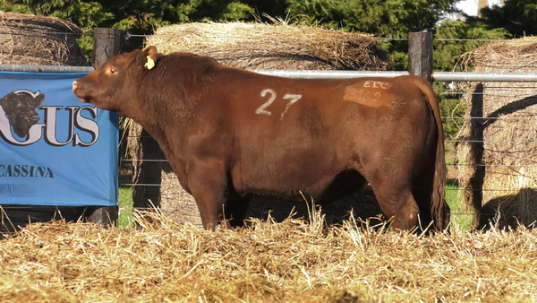 Lote TOROS ANGUS PURO CONTROLADO