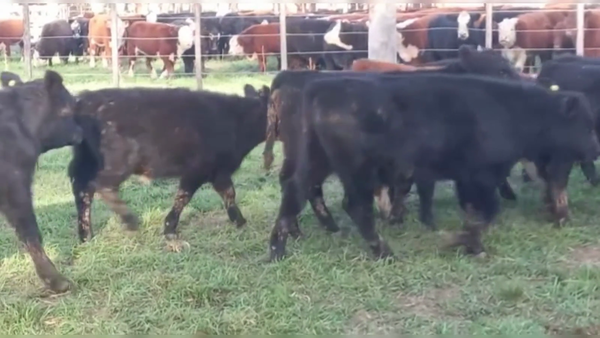 Lote 72 TERNS. MACHOS Y HEMBRAS, CNEL. SUAREZ, PCIA. DE BS. AS.