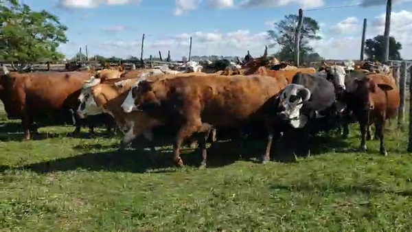 Lote 41 Vacas de invernar en Empedrado, Corrientes