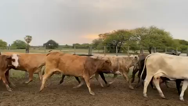 Lote 148 Vacas nuevas C/ cria en Pto. Eva Perón, Chaco