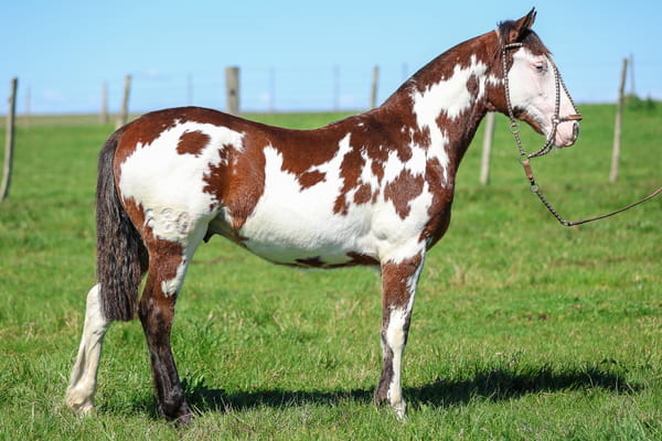Lote ADULON DE SANTA INES