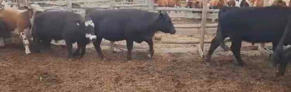 Lote 60 Novillo Engorda en La Ligua, V  Región Valparaíso