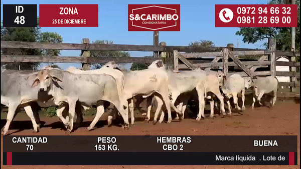 Lote TERNERAS CBO 2