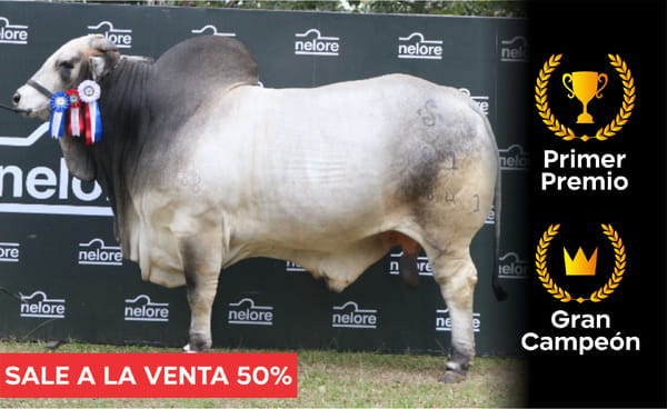 Lote Nelore a Bozal Expo Internacional 2022 RP 4841  - Lote 21 Precio de Cuota por el 50% del animal