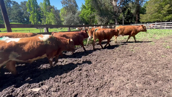 Lote 50 Novillo Engorda en VIII Región Biobío, Cabrero