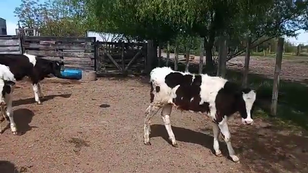 Lote 9 Terneros HOLANDO 140kg - , San José