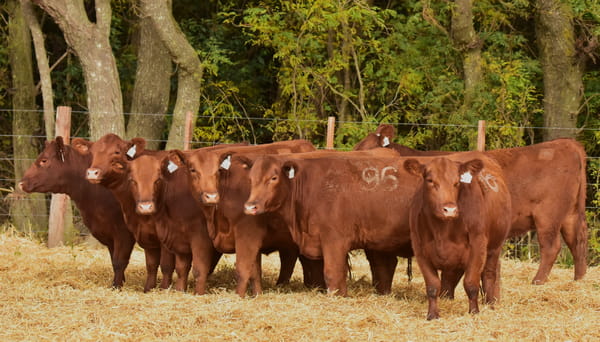 Lote VAQUILLONAS ANGUS PC PRIMAVERA