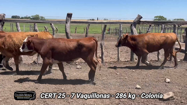 Lote 7 Vaquillonas 1 a 2 años en La Horqueta, Colonia