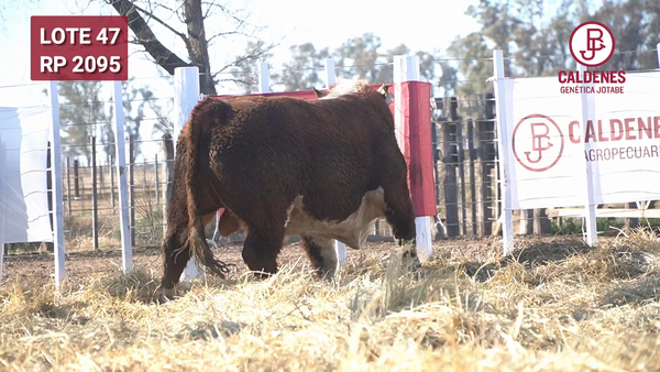 Lote Toro PR