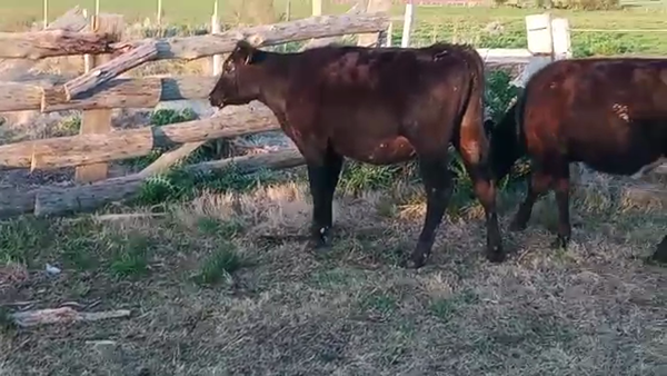 Lote 3 Vaquillonas 1 a 2 años ANGUS 250kg - , San José
