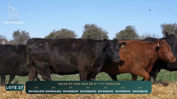 Lote VACAS PC PARIDAS