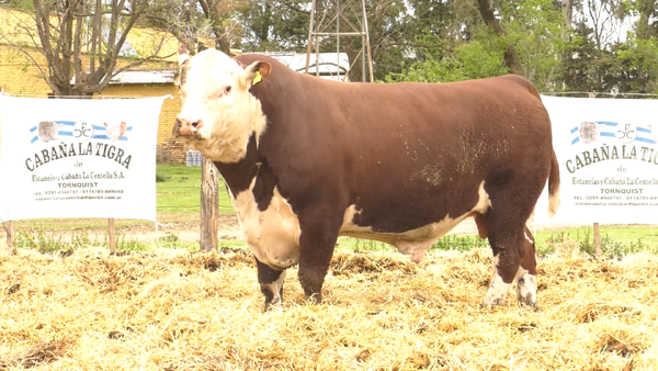 Lote MACHOS POLLED HEREFORD  PUROS DE PEDIGREE