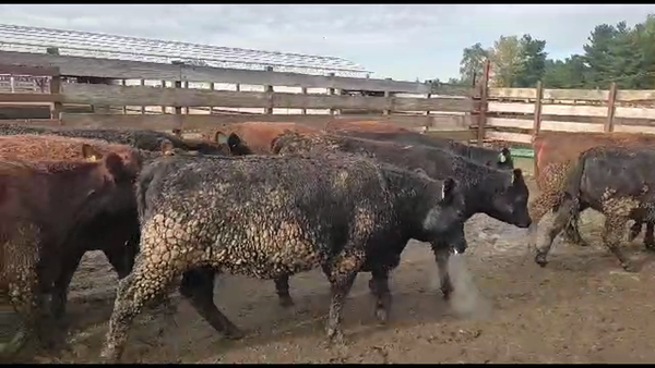 Lote 20 Vaquilla Gorda en Los Ángeles, VIII Región Biobío