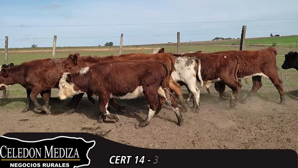 Lote 32 Terneros en Colonia