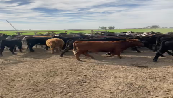 Lote 75 Terneras y 25 Terneros Angus y Brangus en Nelson, Santa Fe