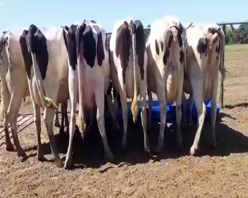 Lote Bossarelli Hermanos