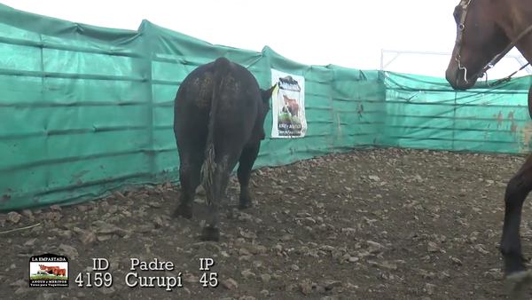 Lote Lote 16