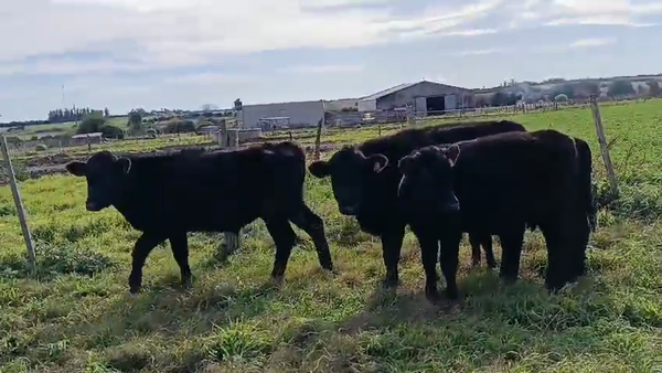Lote 4 Novillos Cruzas Angus en Ruta 11 Km 129