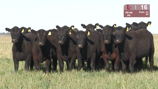 Lote VAQUILLONAS  ANGUS NEGRAS PURAS CONTROLADAS  PARA SERVICIO