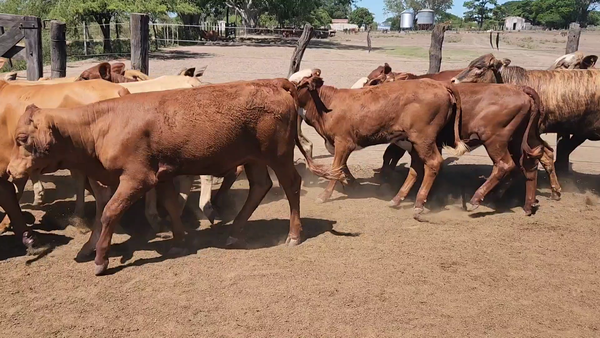 Lote 100 Terneros/as en San Lorenzo, Corrientes