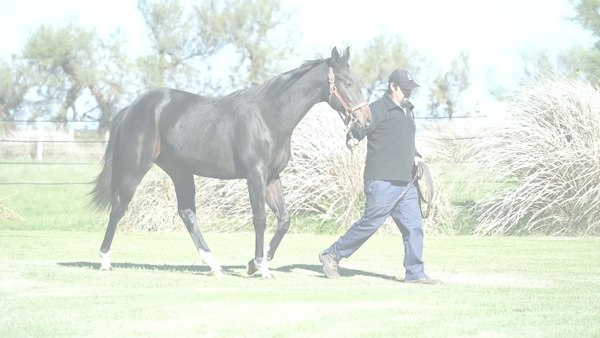 Lote GIANT EMPERADOR (REMOTE -  FLECHA DE LOS ANDES)