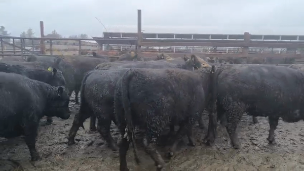 Lote 20 Vaquilla Gorda en Los Ángeles, VIII Región Biobío