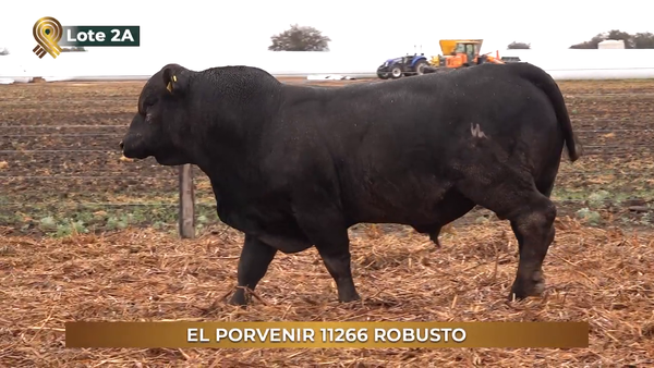 Lote TOROS BRANGUS de El Porvenir