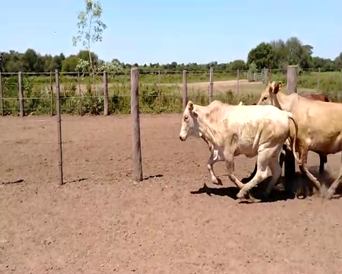 Lote 27 Vaquillonas en Cte. Fontana, Formosa