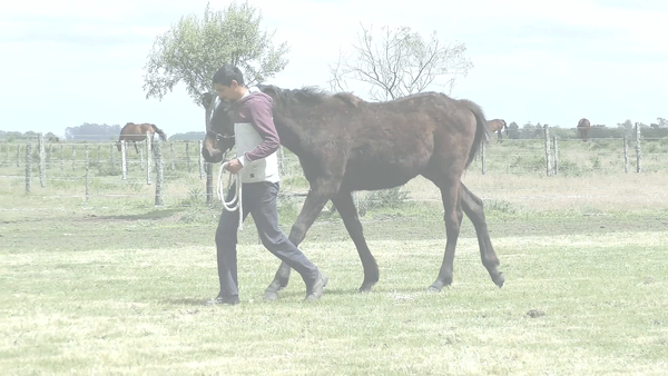 Lote SANDY RYE (SANDINO RULER -  RABIOSA RYE)