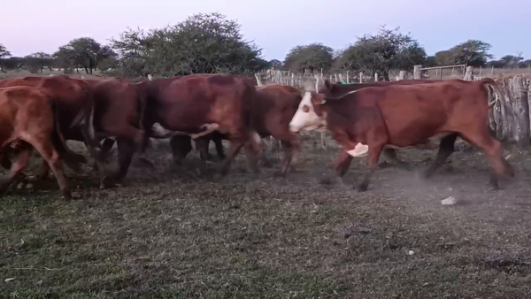 Lote 35 Vacas CUT preñadas