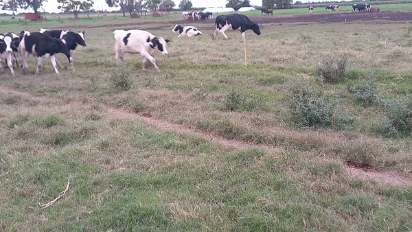 Lote 15 Novillitos Holando Argentino en Col. Aldao, Santa Fe