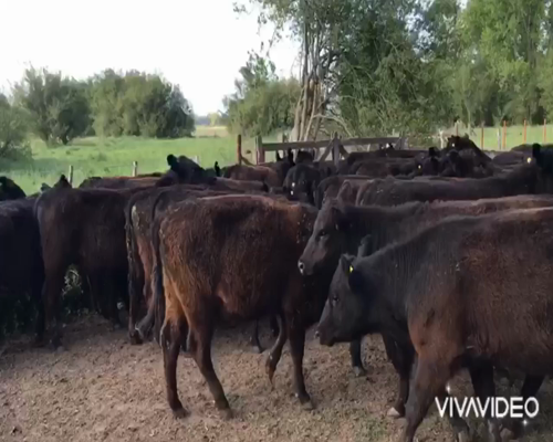 Lote 50 Vaquillonas en Brandsen, Buenos Aires