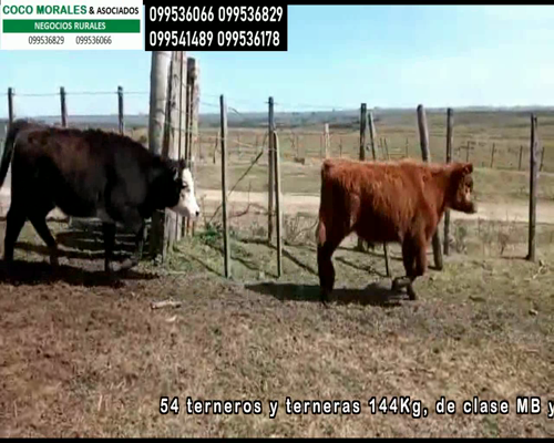 Lote Terneros y Terneras en Santa Clara, Cerro Largo