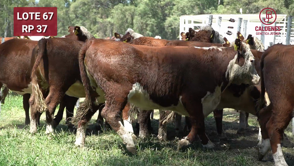 Lote VAQUILLONAS PREÑADAS PR Hereford  -PARICION OTOÑO 2026-