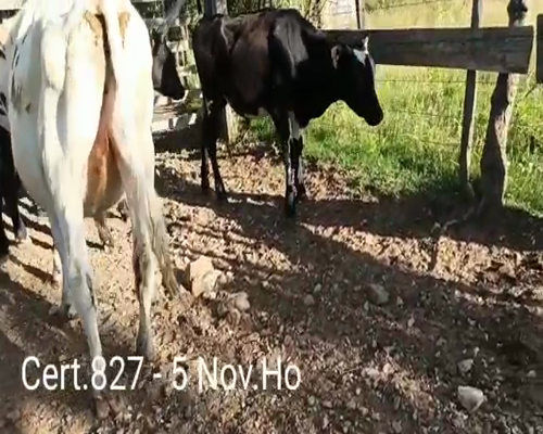 Lote NOVILLOS DE 1 A 2