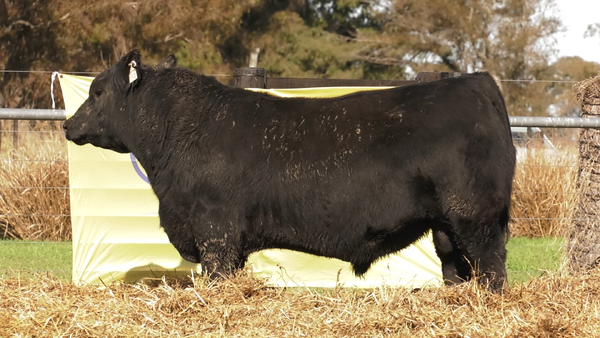 Lote TOROS A. ANGUS PURO PEDIGREE