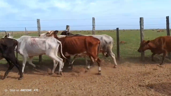 Lote 35 Vacas de invernar