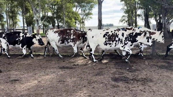 Lote VACAS PREÑADAS