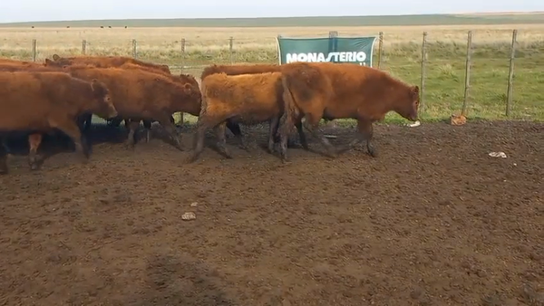 Lote 70 Terneros A TÉRMINO en Olavarría