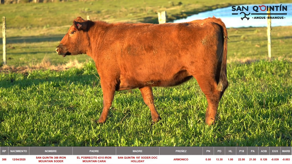 Lote VIENTRES PREÑADOS ABERDEEN ANGUS PI