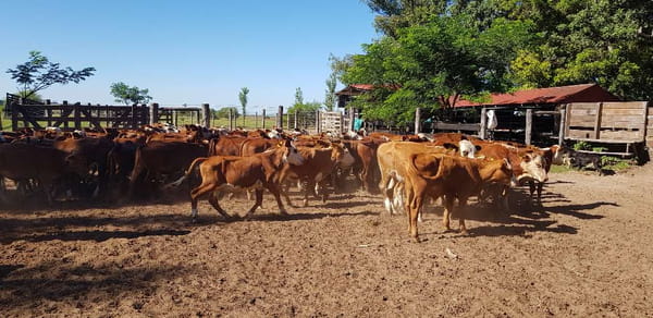 Lote 75 Terneros en Esquina, Corrientes