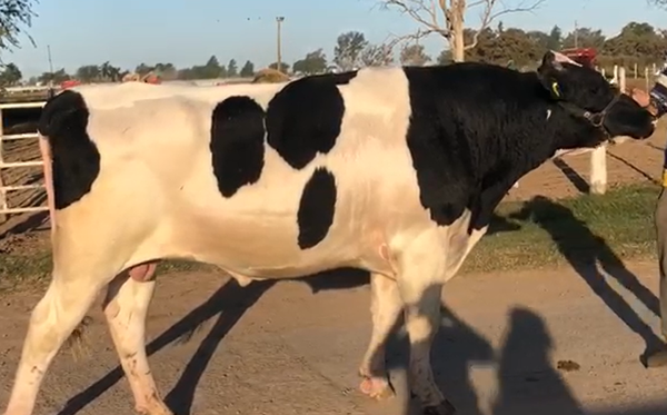 Lote Cuneo Cati First Class – Trasplante Embrionario