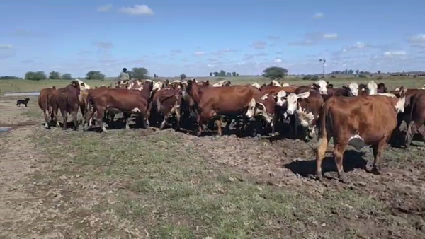 Lote 37 Vacas faena