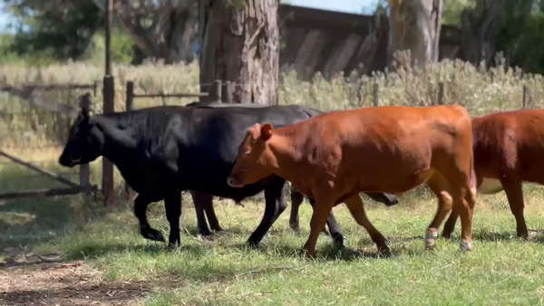 Lote 16 Novillitos