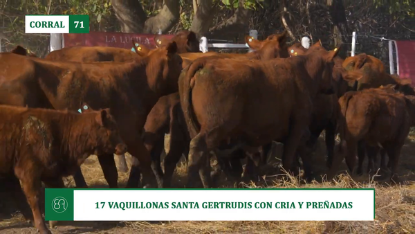 Lote 17 VAQUILLONAS SANTA GERTRUDIS CON CRIA Y PREÑADAS